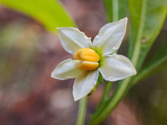 Solanum pseudocapsicum