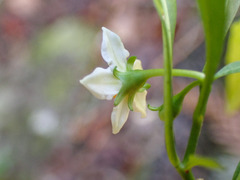 Solanum pseudocapsicum