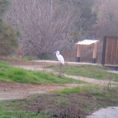 Ardea alba
