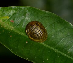Simpulopsis