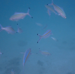 Pterocaesio digramma