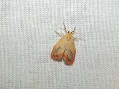 Miltochrista miniata