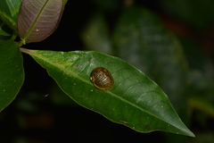 Simpulopsis