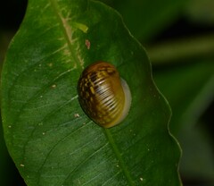 Simpulopsis