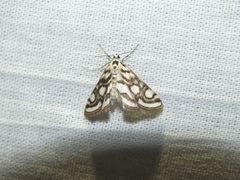 Nymphula nitidulata