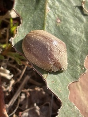 Paropsis charybdis