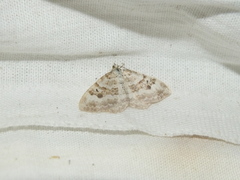 Xanthorhoe montanata