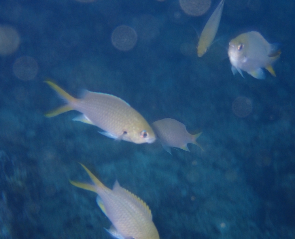Arabian Chromis