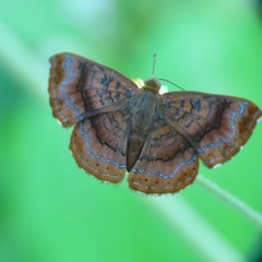 Riodinidae