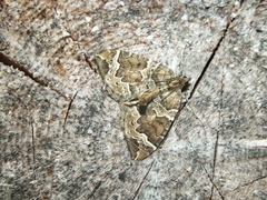 Eulithis prunata