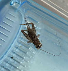 Velarifictorus grylloides