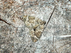 Eulithis prunata