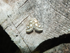 Nymphula nitidulata