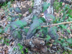 Lonicera hispidula