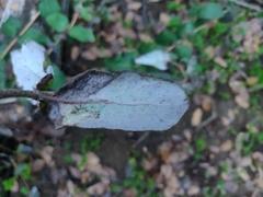 Lonicera hispidula