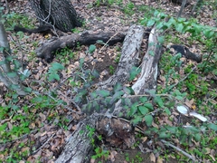 Lonicera hispidula