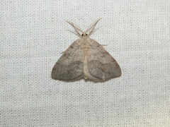 Macaria loricaria