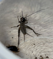 Svercacheta siamensis