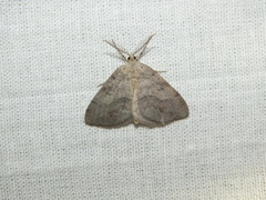 Macaria loricaria