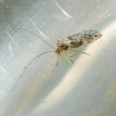 Psococerastis gibbosa