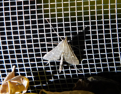 Dolicharthria punctalis