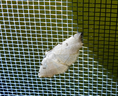 Eilicrinia trinotata