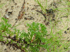 Artemisia campestris maritima