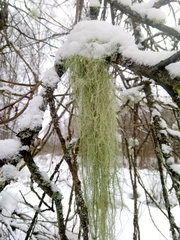 Usnea dasopoga