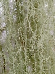 Usnea dasopoga