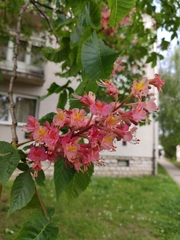 Aesculus × carnea