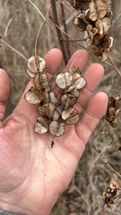 Dioscorea villosa