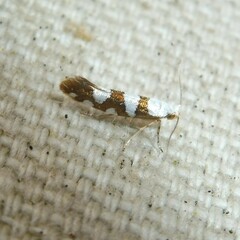 Argyresthia brockeella
