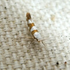 Argyresthia brockeella