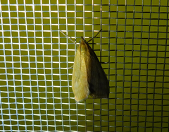 Sitochroa verticalis