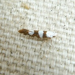 Argyresthia brockeella