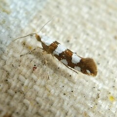 Argyresthia brockeella