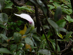 Arisaema murrayi