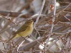 Phylloscopus collybita