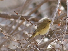 Phylloscopus collybita