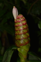 Costus spiralis