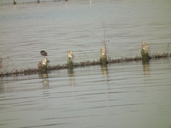 Gallinula chloropus