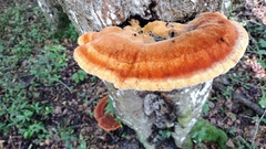 Inonotus quercustris