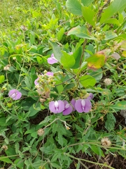 Centrosema pubescens