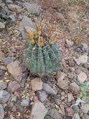 Ferocactus emoryi rectispinus