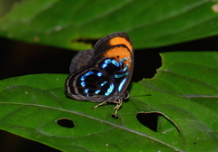 Laxita teneta