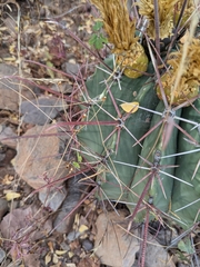 Ferocactus emoryi rectispinus