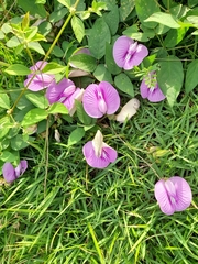 Centrosema pubescens