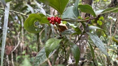 Sarcandra glabra