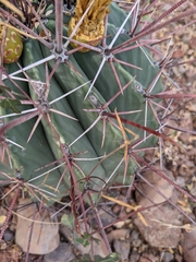Ferocactus emoryi rectispinus