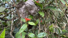 Sarcandra glabra